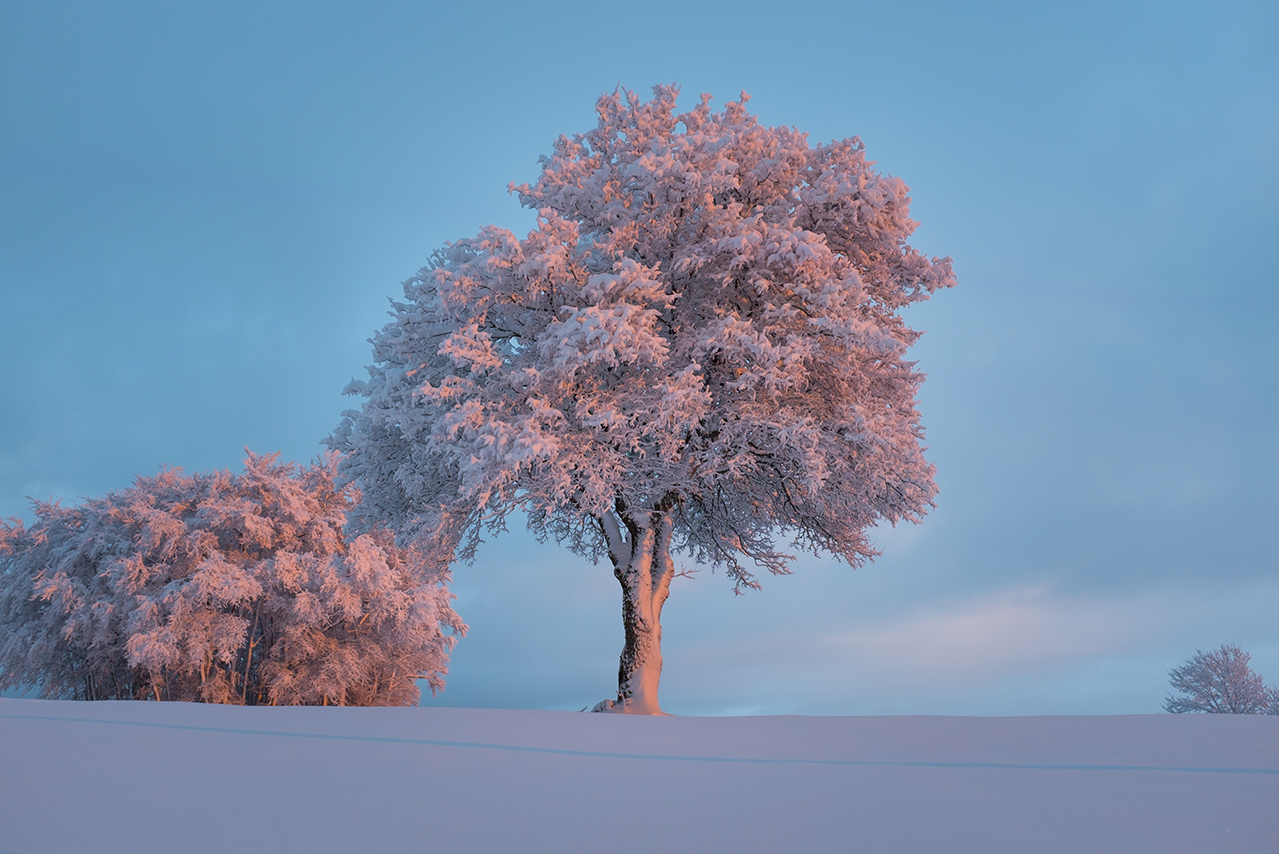 Frost Tree