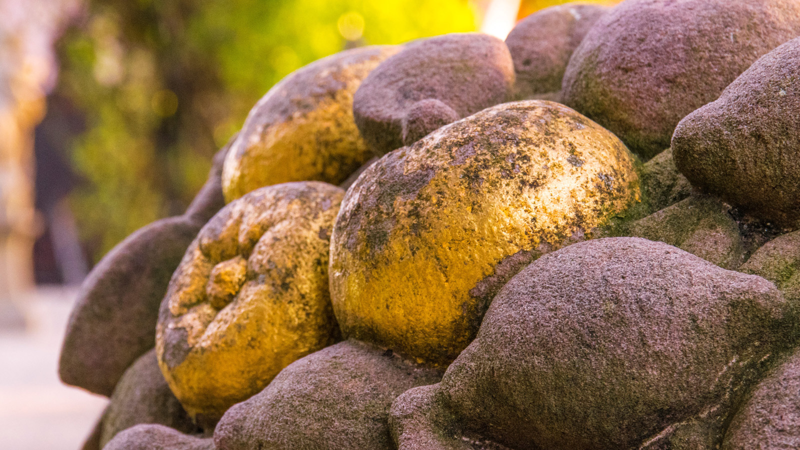 Golden Apples in the Hesperiden Gardens.