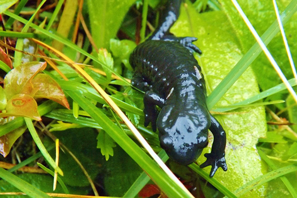 Alpine salamander