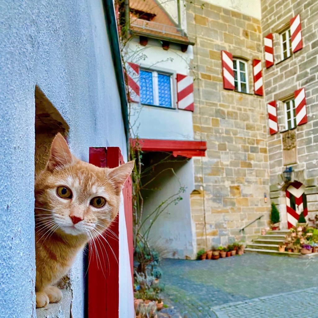 Leopold, the Schloss cat