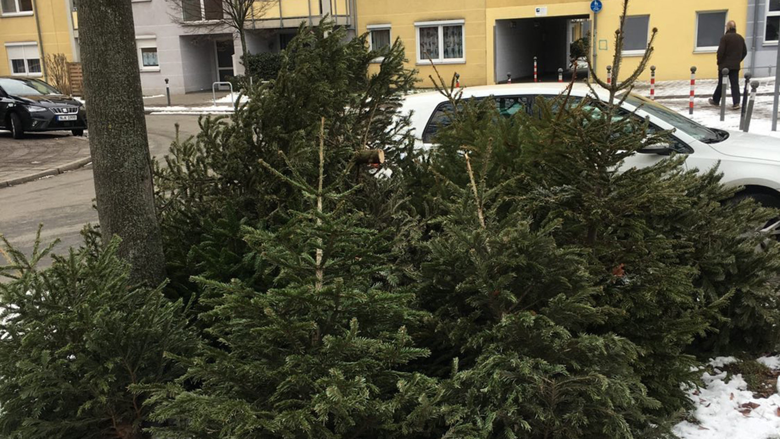 Christmas Tree Disposal