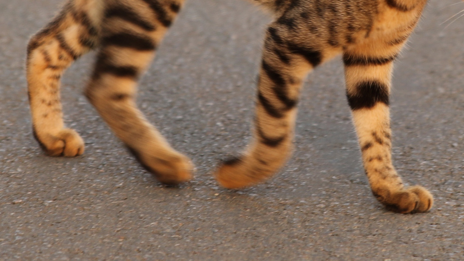 Cats legs